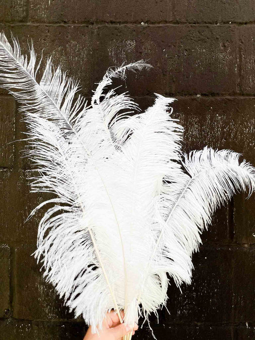 OSTRICH FEATHERS » white - WILMA