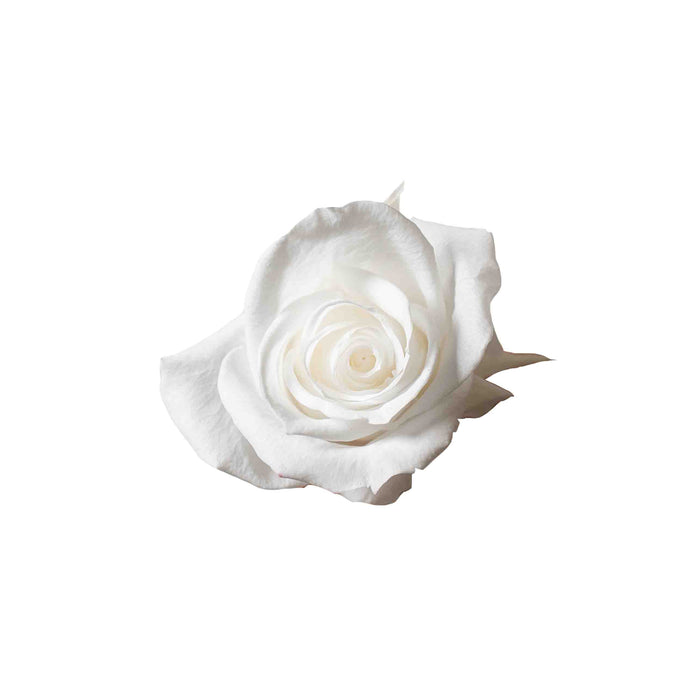 ROSE » BOX WITH 12 ROSE FLOWERS STANDARD DIAMETER 3 CM WHITE - RICKY