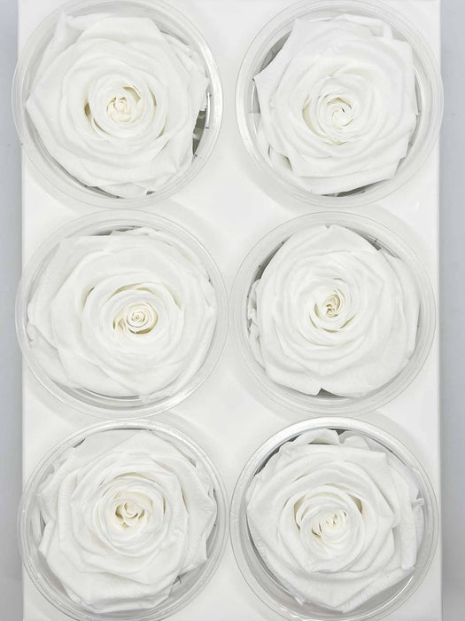 ROSE » BOX WITH 6 ROSE FLOWERS STANDARD DIAMETER 6.5 CM WHITE- ALIA