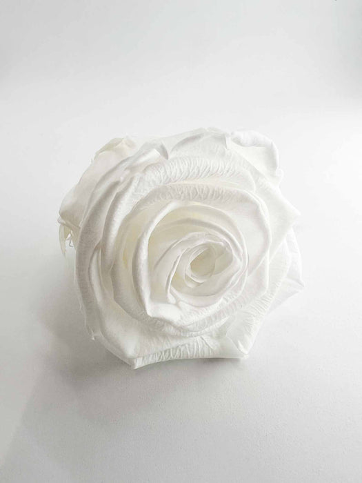 ROSE » BOX WITH 6 ROSE FLOWERS STANDARD DIAMETER 6.5 CM WHITE- ALIA