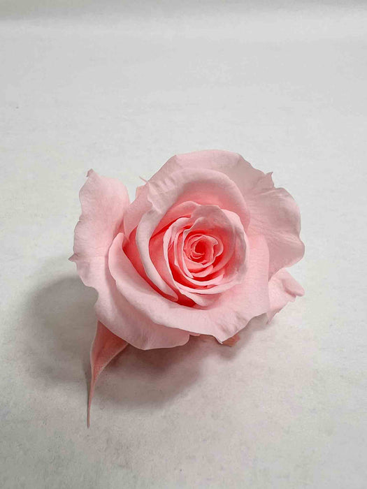 ROSE » BOX WITH 12 ROSE FLOWERS STANDARD DIAMETER 3 CM LIGHT PINK - CANDIDA