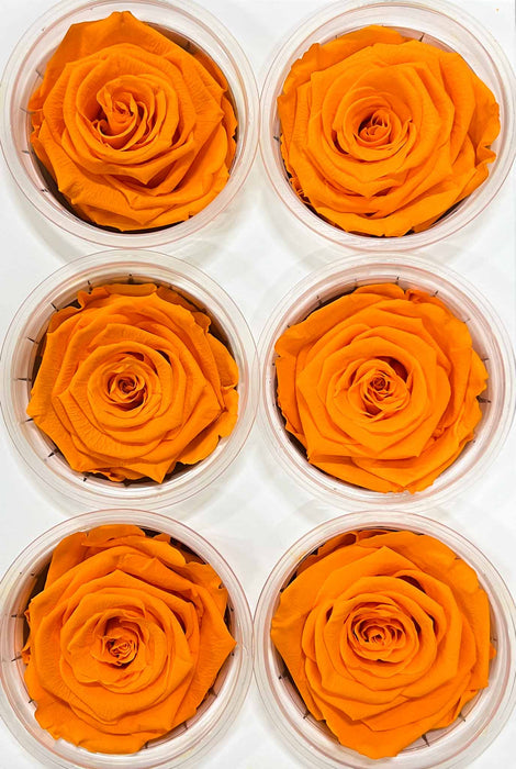 ROSE » BOX OF 6 STANDARD FLOWERS DIAMETER 6.5 CM ORANGE - SOLANGE