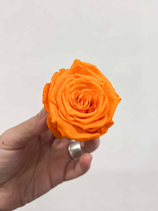 ROSE » BOX OF 6 STANDARD FLOWERS DIAMETER 6.5 CM ORANGE - SOLANGE