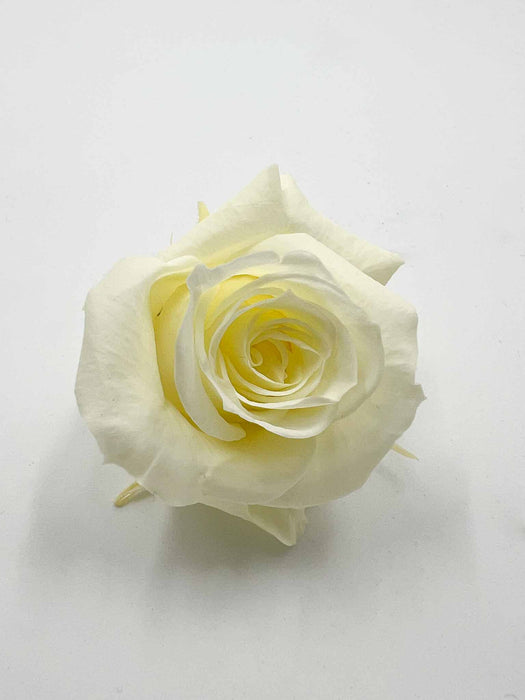 ROSE » BOX WITH 12 ROSE FLOWERS STANDARD DIAMETER 3 CM CREAM - CORINNA