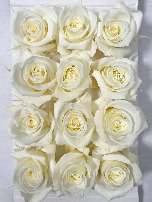 ROSE » BOX WITH 12 ROSE FLOWERS STANDARD DIAMETER 3 CM CREAM - CORINNA