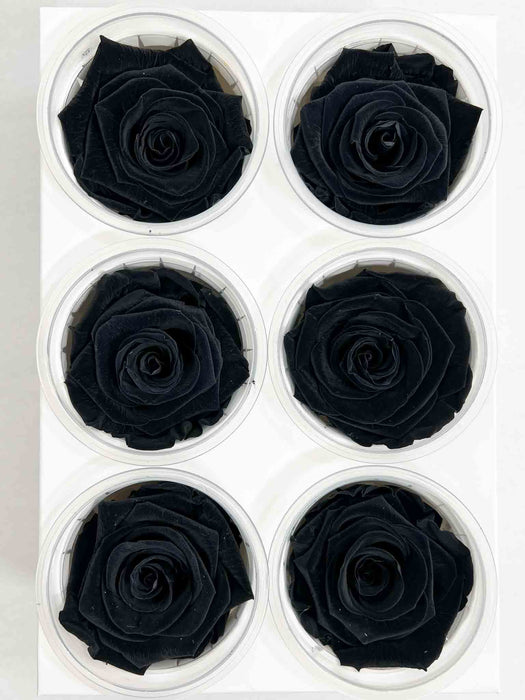 ROSA » BOX DA 6 FIORI STANDARD DIAMETRO 6,5CM NERO - DRAGO