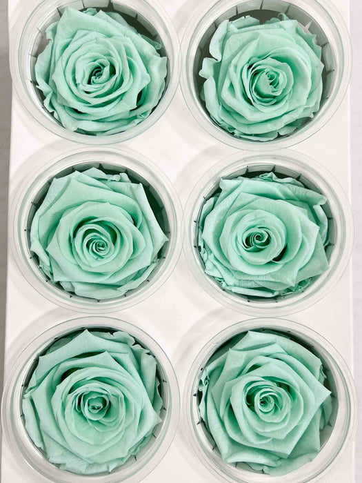 ROSA » BOX DA 6 FIORI STANDARD DIAMETRO 6,5CM VERDE MENTA - BRUNILDE