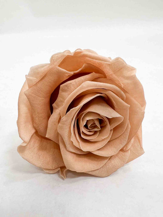 ROSA » BOX DA 6 FIORI STANDARD DIAMETRO 6,5CM NUDE - NEDA