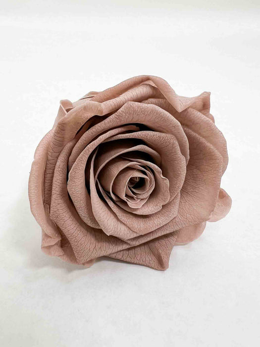 ROSE » BOX WITH 6 ROSE FLOWERS STANDARD DIAMETER 6.5 CM CAPPUCCINO - HOLLY