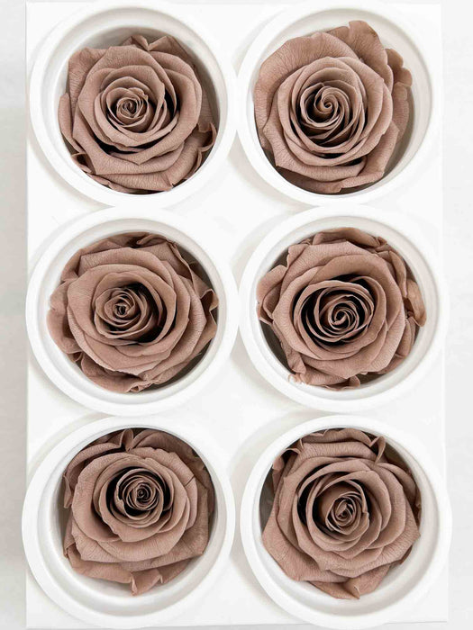 ROSE » BOX WITH 6 ROSE FLOWERS STANDARD DIAMETER 6.5 CM CAPPUCCINO - HOLLY