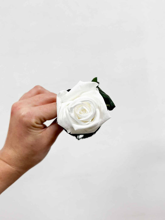 ROSA » white with stem preserved 25cm standard