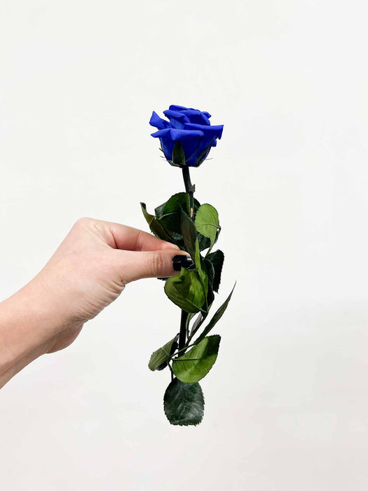 ROSA » blue with stem preserved 25cm standard