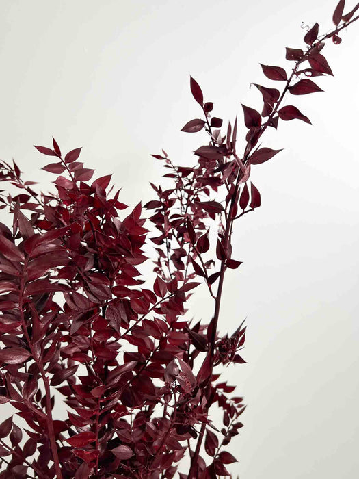 RUSCUS » preserved burgundy 80cm - ENNIO