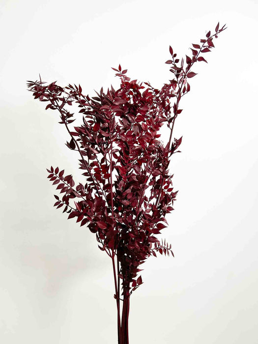 RUSCUS » preserved burgundy 80cm - ENNIO