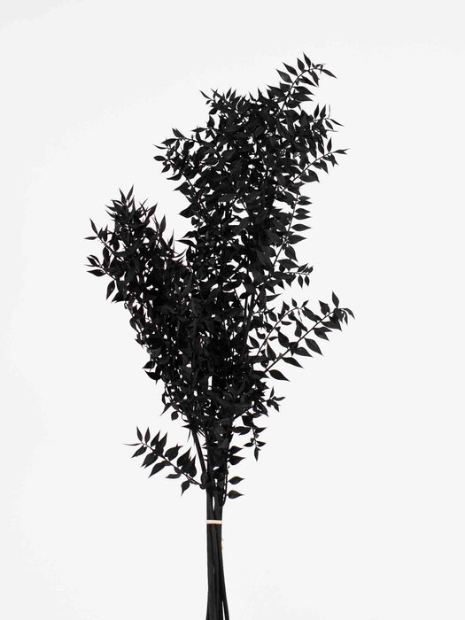 RUSCUS » stabilizzato nero - GASPARE