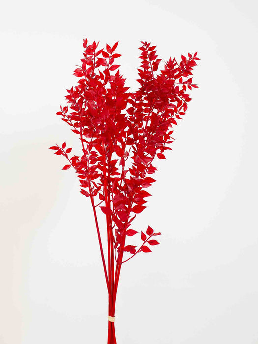 RUSCUS» red preserved - ROSSANO