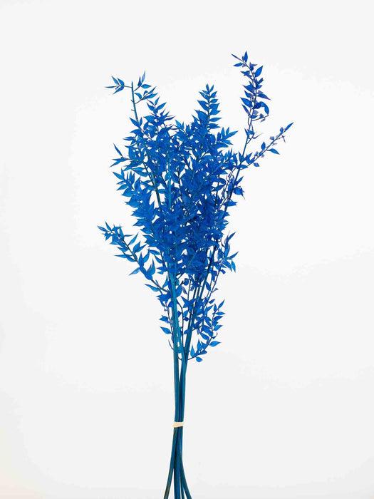 RUSCUS » azzurro stabilizzato - GIULIO