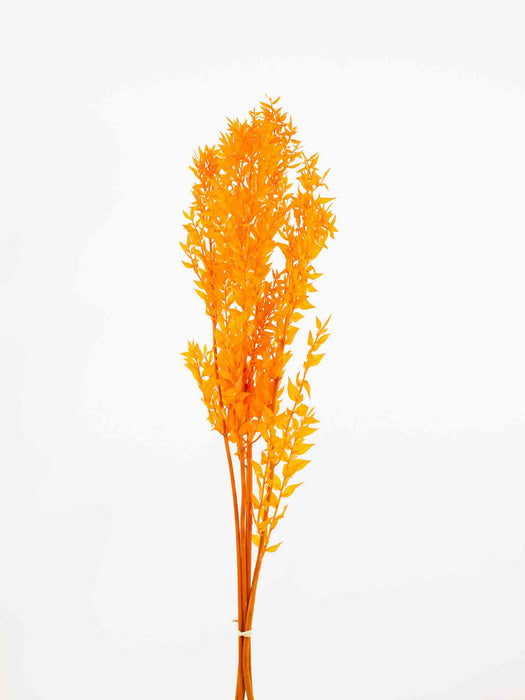 RUSCUS » orange preserved - GIOVANNI