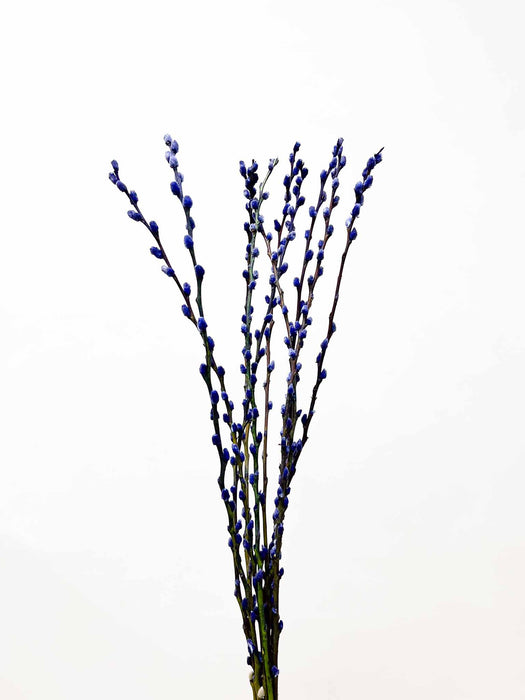 WILLOW » dried blue - CASIMIRO