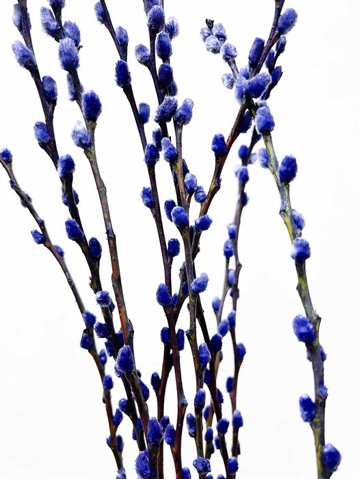 WILLOW » dried blue - CASIMIRO