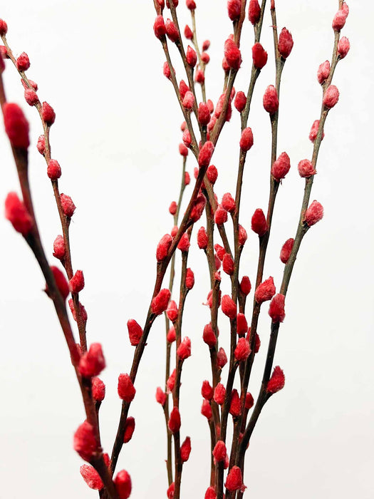 WILLOW » dried red - ATTILIO