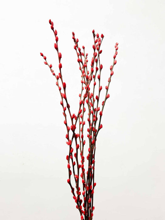 WILLOW » dried red - ATTILIO