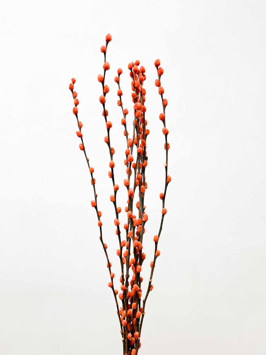 WILLOW » dried orange - NINA