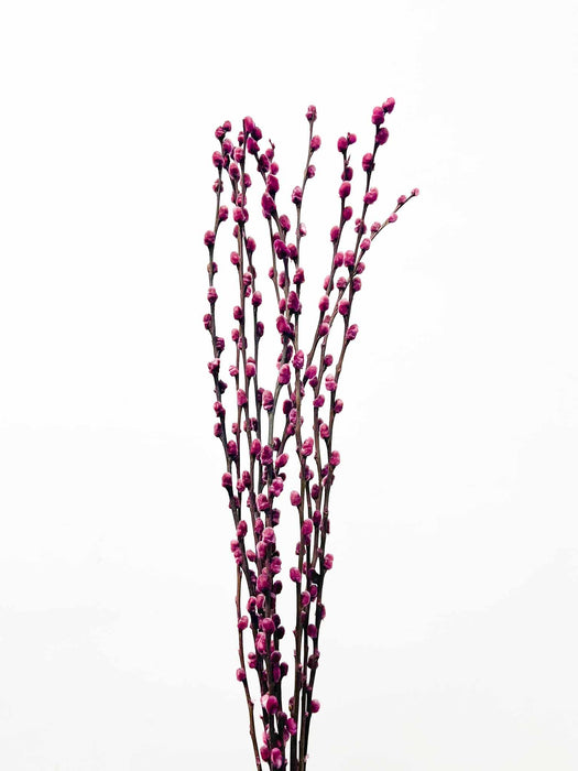 WILLOW » dried purple - MIETTA