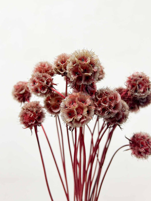 SCABIOSA STELLATA » essiccata rossa - LOREDANA