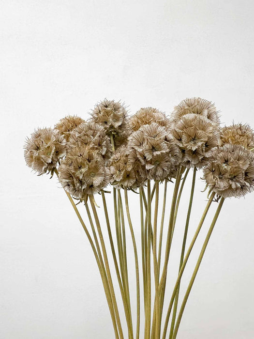 SCABIOSA STELLATA » dried natural - DANIELE