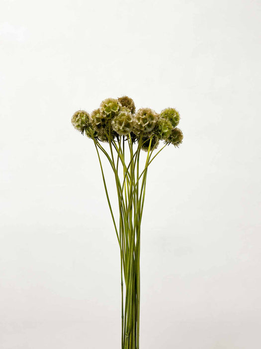 SCABIOSA STELLATA » dried green - MICHELA