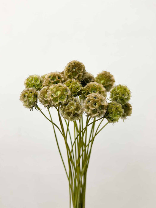 SCABIOSA STELLATA » essiccata verde - MICHELA