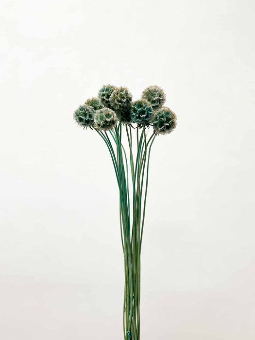 SCABIOSA STELLATA » dried petrol green - LAMBERTO