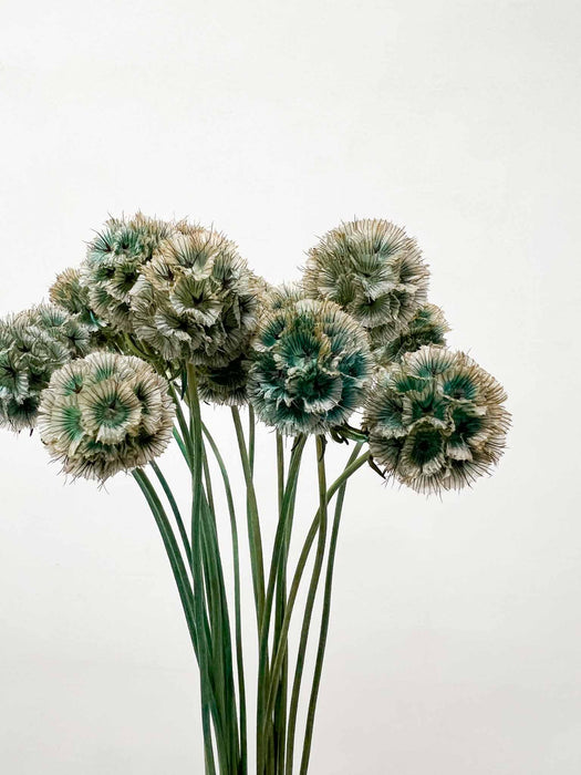 SCABIOSA STELLATA » dried petrol green - LAMBERTO