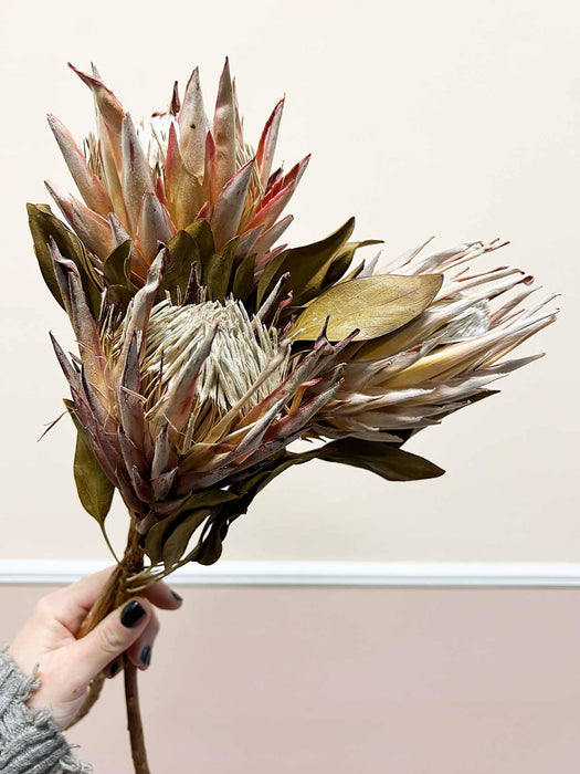 PROTEA » natural bouquet of 3 king - PRISCILLA