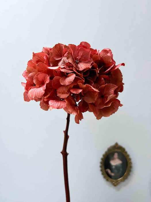 HYDRANGEA » coral red preserved single stem extra