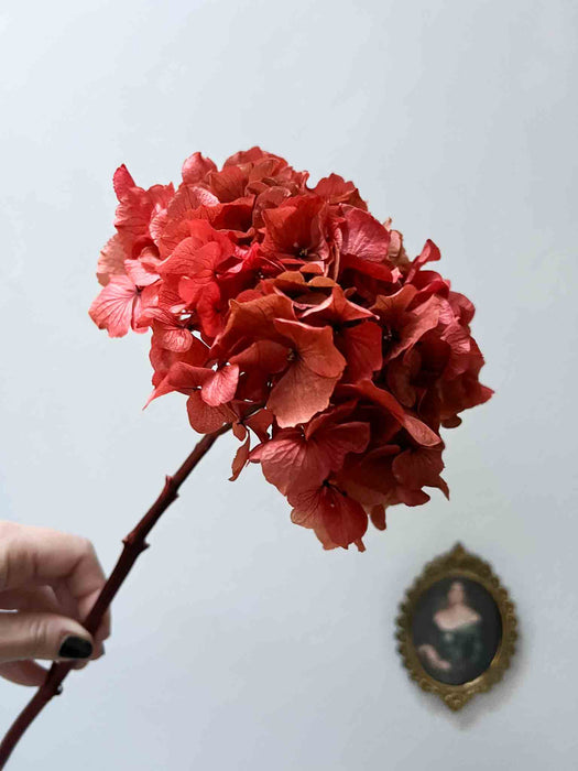 HYDRANGEA » coral red preserved single stem extra