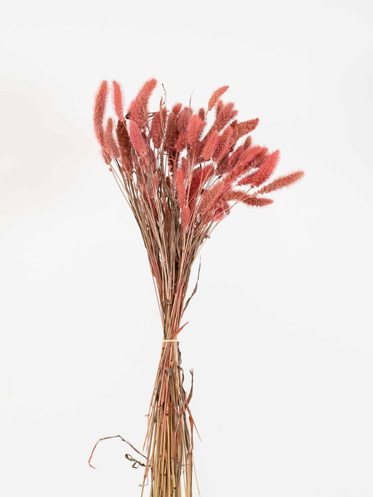 SETARIA » antique pink - VANNA