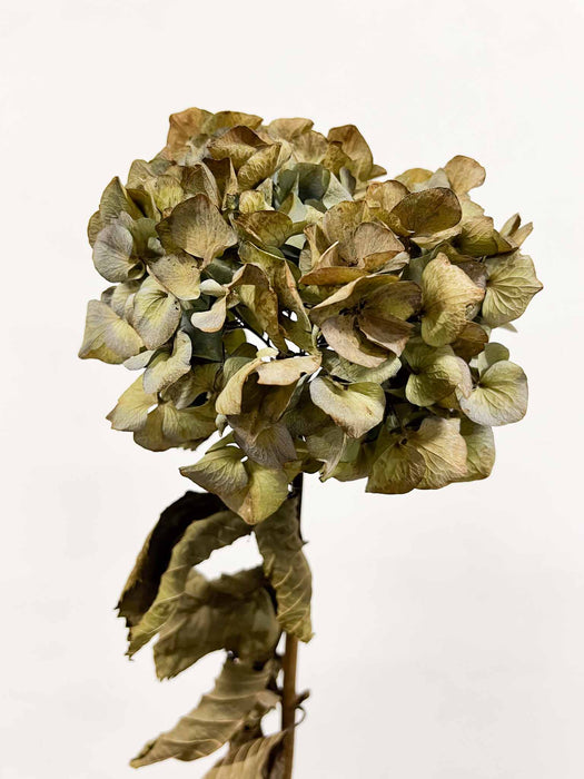 HYDRANGEA » natural dried single long stem - SIMON