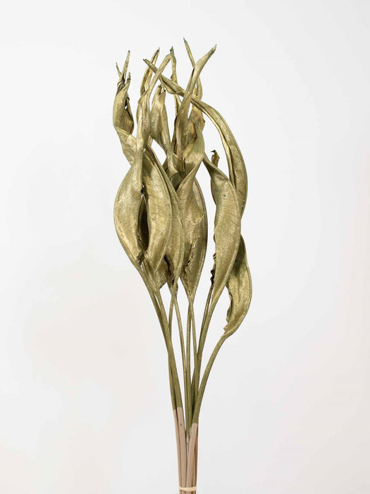 STRELITZIA » dried metallic dark gold - THOR