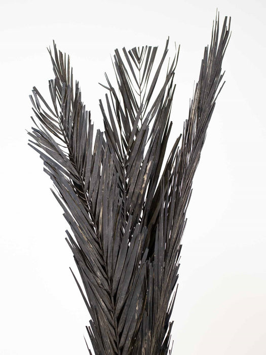 PALM LEAVES » Dried black - ZENO