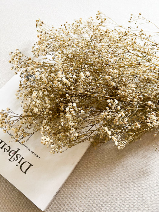 GYPSOPHILA » yellow preserved