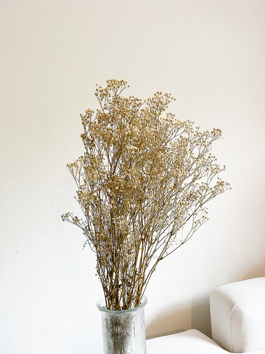 GYPSOPHILA » yellow preserved