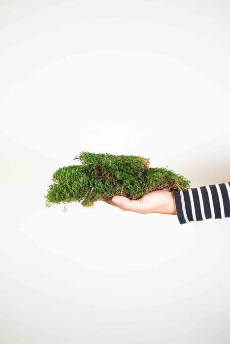 FLAT PRESERVED MOSS » green - FLORIANO