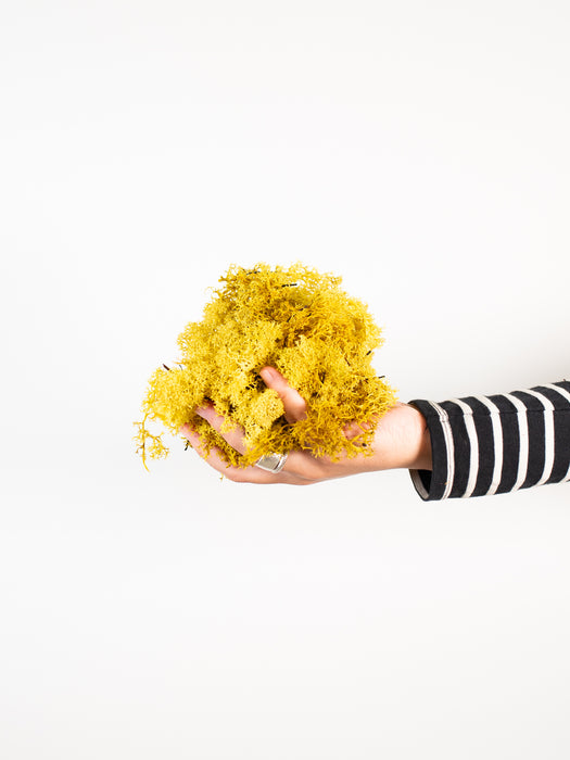 NORDIC PRESERVED MOSS » yellow - LUCIANO