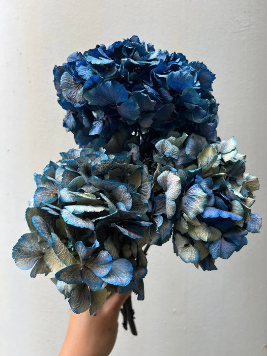 HYDRANGEAS » blue dried with shaded tones