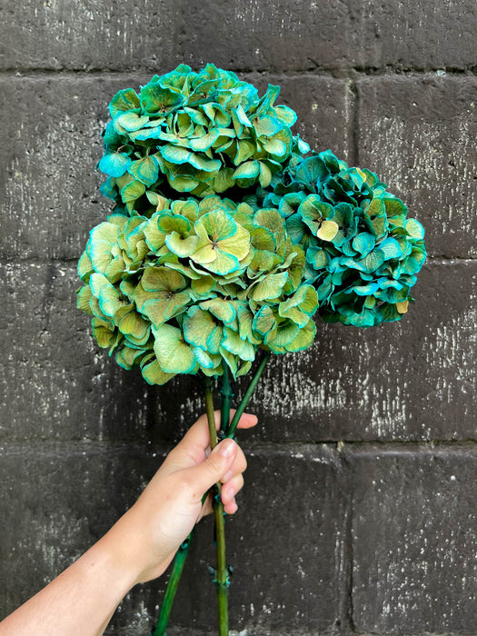 HYDRANGEAS » petrol green dried with shaded tones - LEONARDA