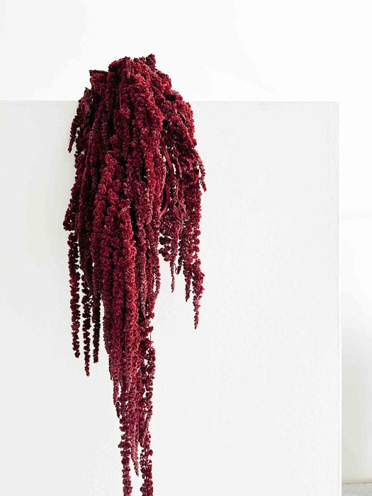 AMARANTHUS » bordeaux stabilizzato - RAMONA