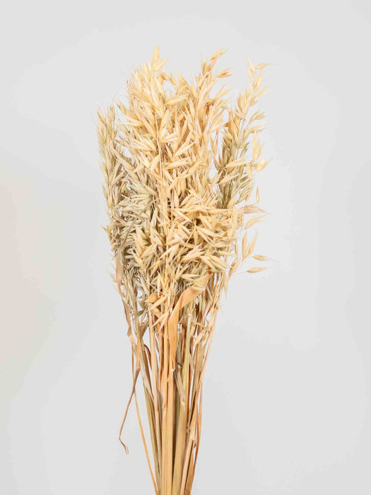 CULTIVATED OATS » natural - ALFIERO