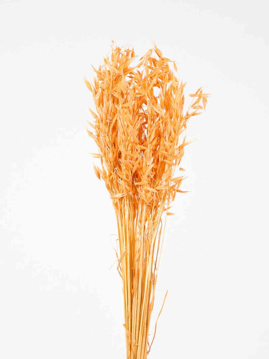 CULTIVATED OATS » orange - ROMANO